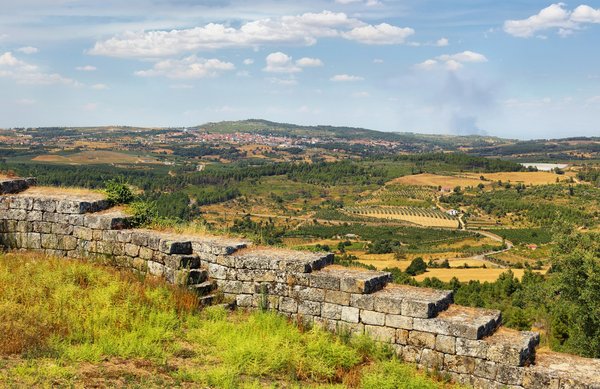 Quali sono i segnali di ansia da separazione in un cane di razza Border Collie e come affrontarla?